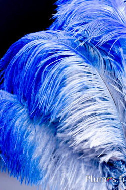 Struzzo - 30-40 cm - laguna-blu